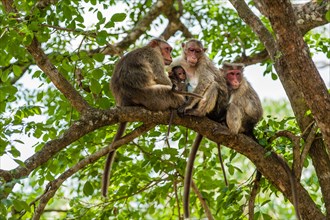 Family of rhesus monkeys (Macaca mulatta) with young