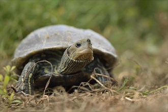 Fully grown Western Caspian Turtle (Mauremys rivulata)