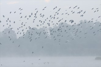 Flock of cormorants (Phalacocorax carbo) flying in the mist
