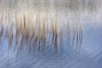 Reed stalks in water
