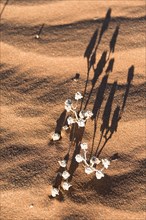 Desert plant in the sand