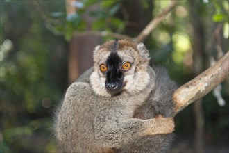 Red-fronted Lemur (Eulemur rufifrons)
