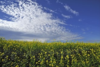 Flowering Mustard field (Sinapis arvensis)