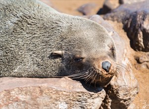Brown Fur Seal or Cape Fur Seal (Arctocephalus pusillus) resting on a rock