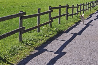 Fence with a shadow and a dog along the promenade path