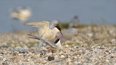 Common Terns (Sterna hirundo)