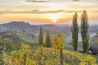 Sunrise over autumnal vineyards