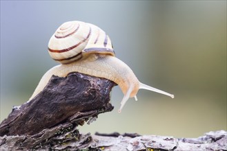 Snail (Helicidae) on dead wood