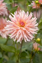 Dahlia (Dahlia) 'Dora' cultivar