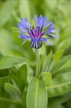 Mountain Knapweed