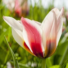 Red and white Tulip (Tulipa)