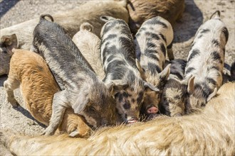 Three Mangalitsa pigs and four black-speckled Turopolje pigs (Sus scrofa domestica)