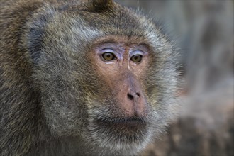 Long-tailed Macaque or Crab-eating Macaque (Macaca fascicularis)