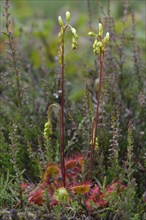 Common Sundew (Drosera rotundifolia)