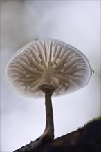 Porcelain fungus (Oudemansiella mucida) with water droplets on the underside