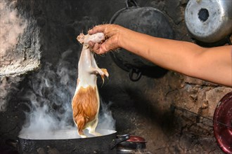 Local woman holding Cuy