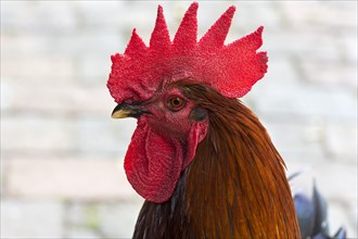 Cock (Gallus gallus domesticus)