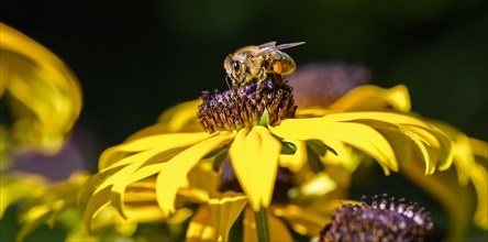 Honey bee (Apis mellifera) sits on yellow flower