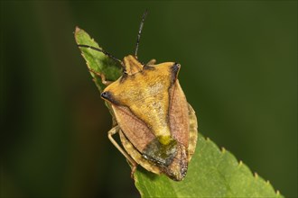 Carpocoris fuscispinus (Carpocoris fuscispinus) on a leaf tip