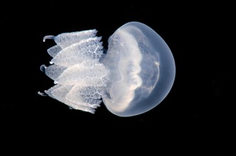 Barrel Jellyfish or Dustbin-Lid Jellyfish (Rhizostoma pulmo)