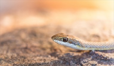 Namib Sand Snake (Psammophis namibensis)