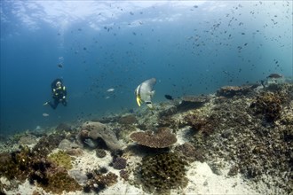 Scuba diver swimming over a reef