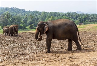 Asian elephants (Elephas maximus) feeding in the Pinnawela Elephants Orphanage