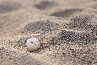 Green Sea Turtle egg (Chelonia Mydas)