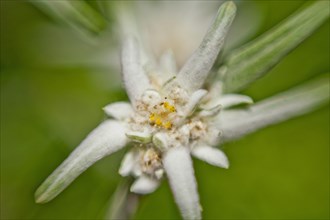 Alpine Edelweiss (Leontopodium nivale)