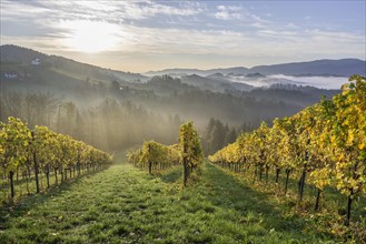 Vineyard in the morning mist