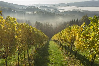 Vineyard in the morning mist