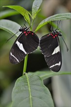 Wallace's Longwing (Heliconius wallacei)