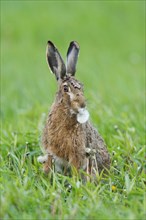 European Hare or Brown Hare (Lepus europaeus)