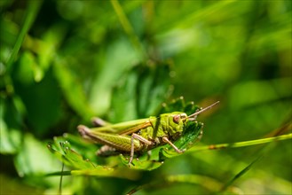 Meadow Grasshopper (Chorthippus parallelus) in the grass
