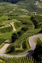 Serpentine road in the vineyards