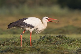 White Stork (Ciconia ciconia) with a captured beetle