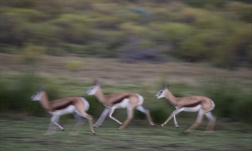 Running Springboks (Antidorcas marsupialis)