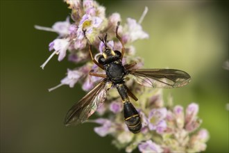 Wasp fly (Physocephala rufipes) on flower of horse mint (Mentha longifolia)
