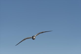 Ivory Gull (Pagophila eburnea)