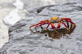 Sally Lightfoot crab (Grapsus grapsus)