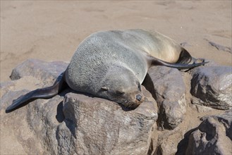 Brown Fur Seal or Cape Fur Seal (Arctocephalus pusillus) sleeping on a rock