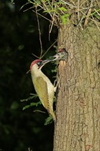 European Green Woodpecker (Picus viridis) feeding young at nest in tree hole