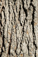 Bark of an Atlas Cedar (Cedrus atlantica)