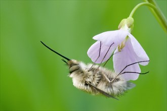 Greater Bee Fly (Bombylius major) feeding on a Cuckoo Flower or Lady's Smock (Cardamine pratensis)