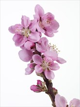 Blossoms of the Dwarf Nectarine (Prunus persica var nucipersica)