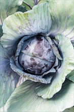 Red Cabbage (Brassica oleracea convar. Capitata var rubra L.)
