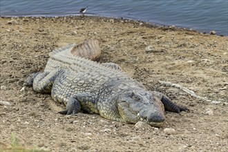 Nile Crocodile (Crocodylus niloticus)