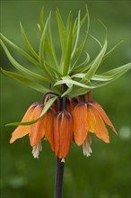 Crown Imperial Fritillary (Fritillaria imperialis)