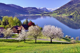 Views of Morgarten on Aegerisee