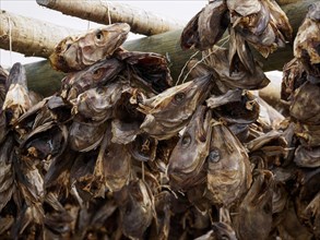 Stockfish heads are hung from a wooden frame for drying